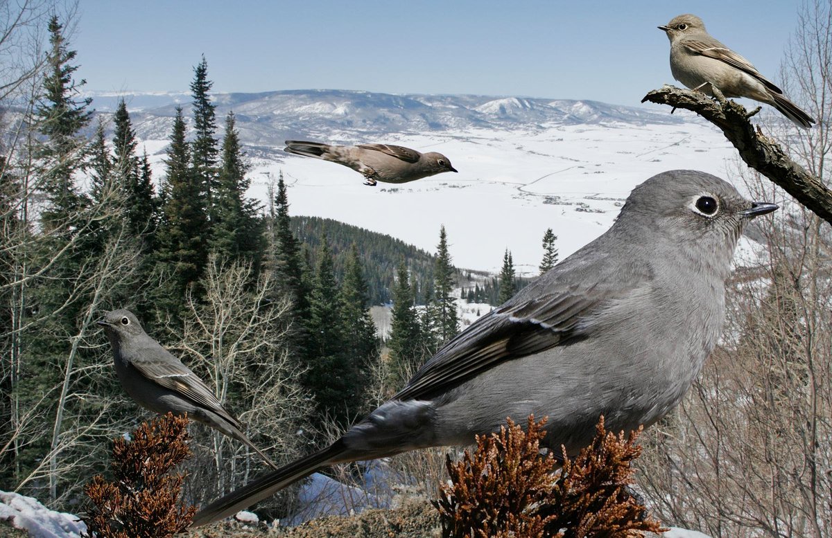 Townsend's Solitaire 1